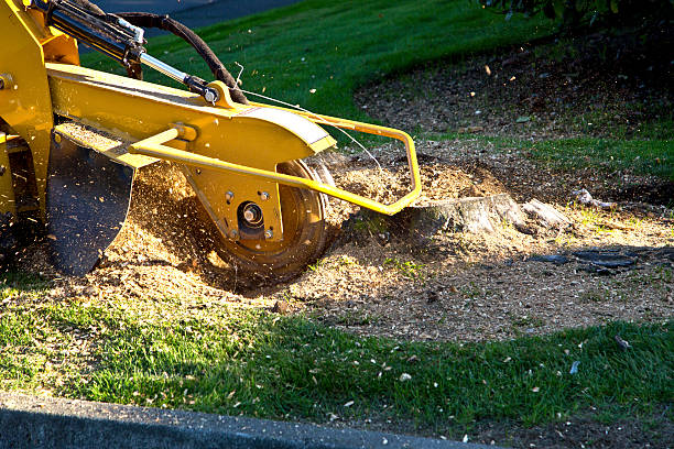 Best Residential Tree Removal  in Fort Dick, CA